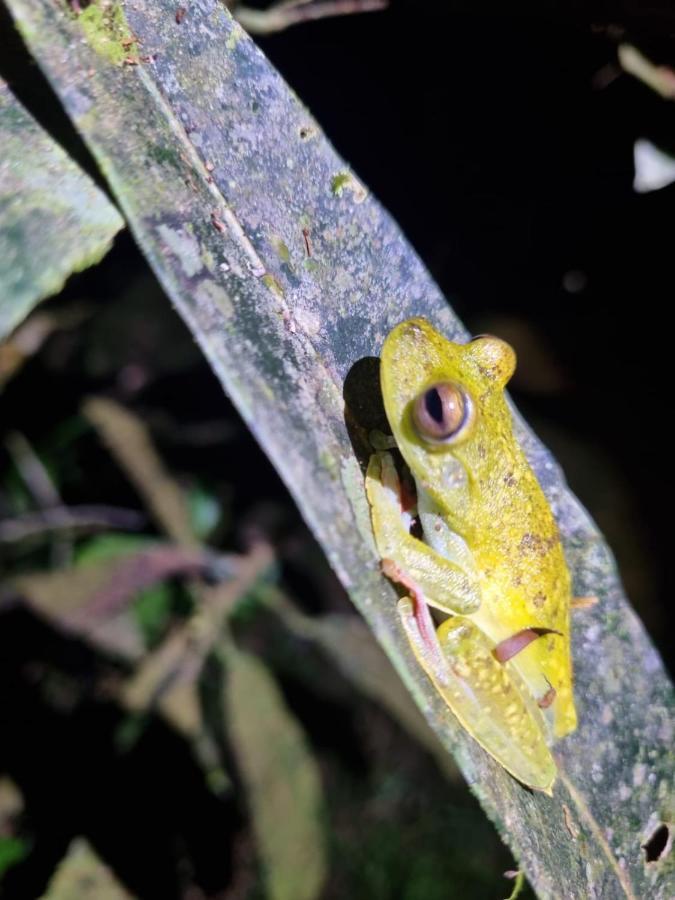 Tortuguero Villas Exteriér fotografie
