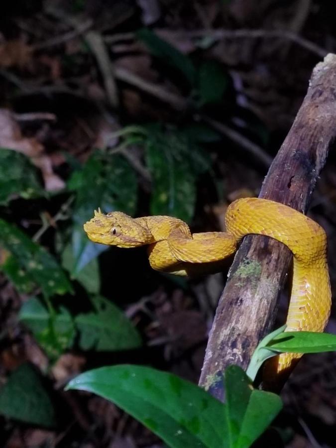 Tortuguero Villas Exteriér fotografie