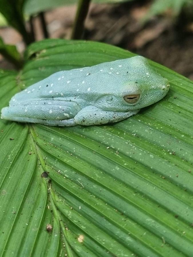Tortuguero Villas Exteriér fotografie