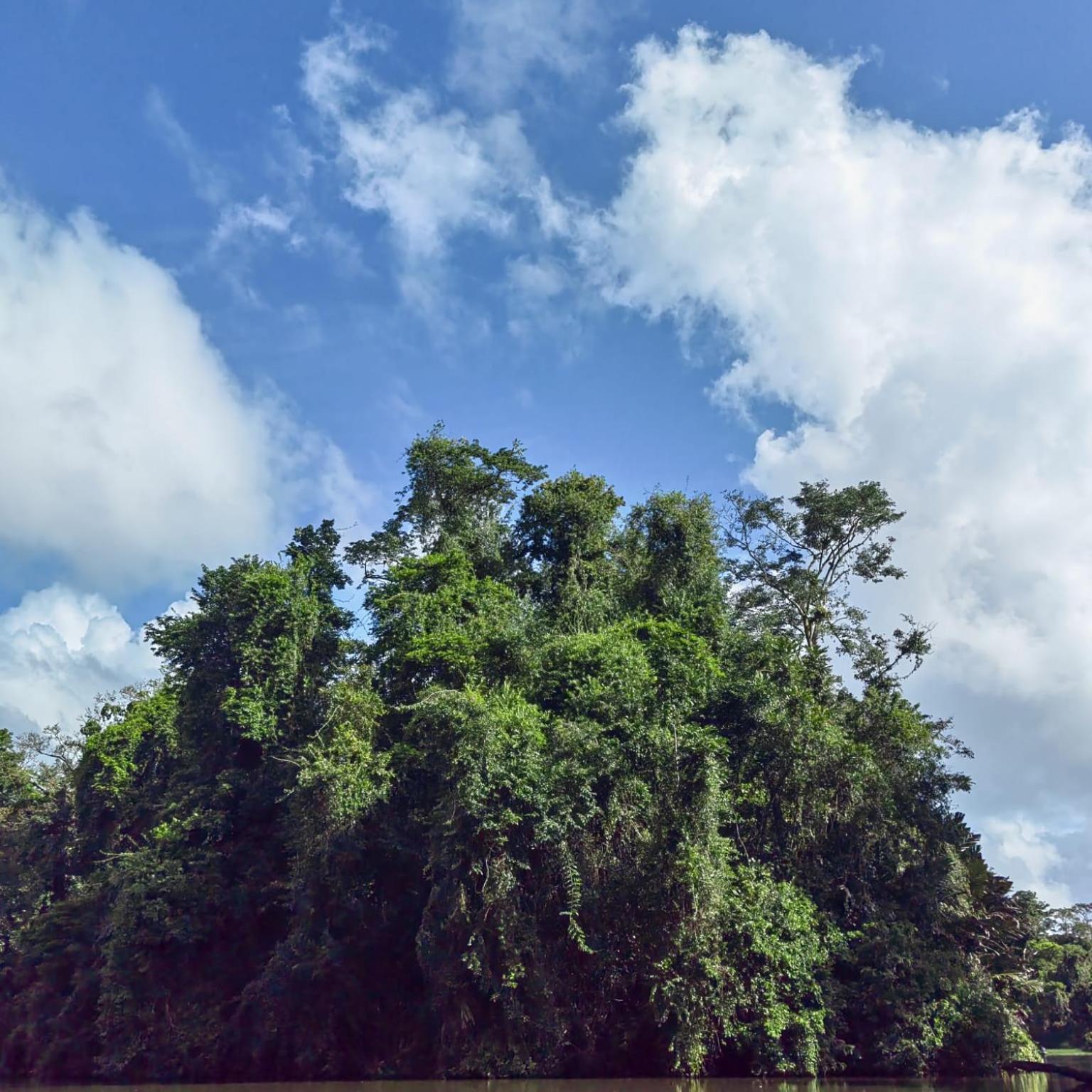 Tortuguero Villas Exteriér fotografie