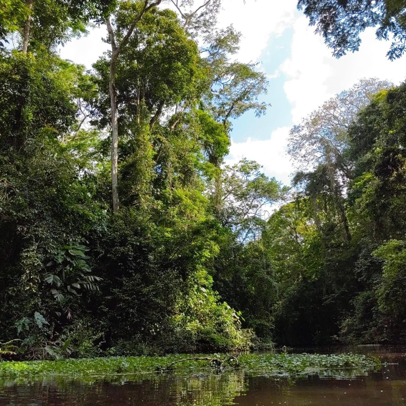 Tortuguero Villas Exteriér fotografie